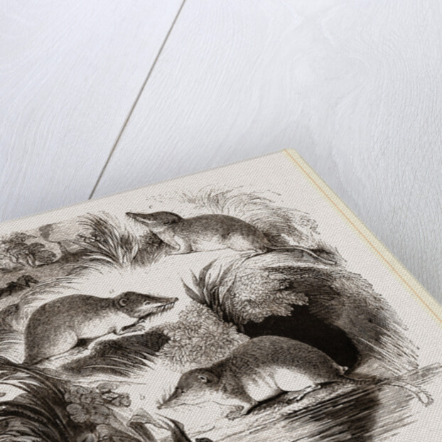 British Shrews by Anonymous