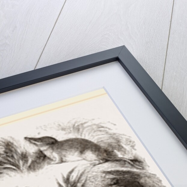 British Shrews by Anonymous