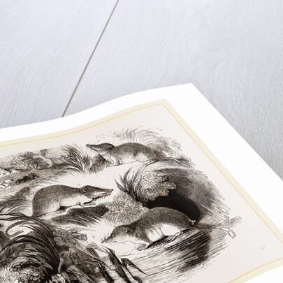 British Shrews by Anonymous