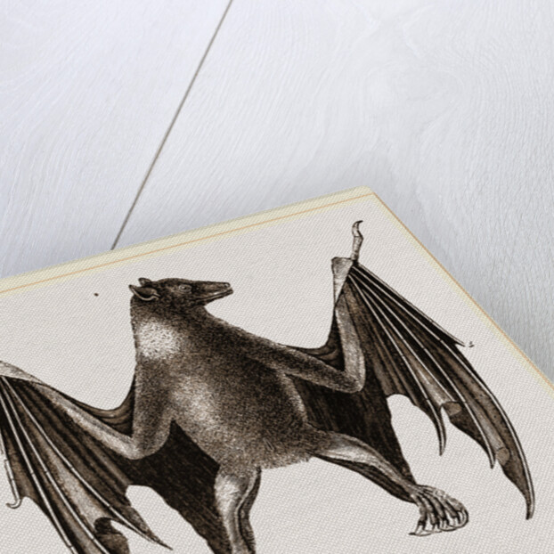 Amboyna Pteropus by Anonymous