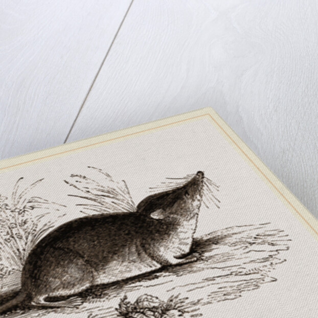 Common Shrew by Anonymous