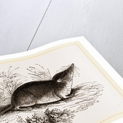 Common Shrew by Anonymous