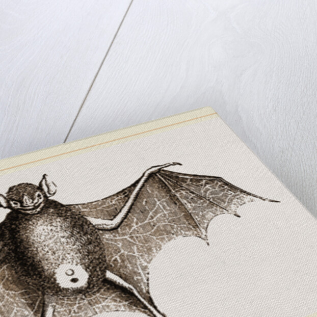 Greater Javelin-Bat by Anonymous