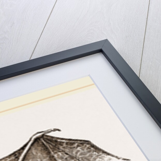 Greater Javelin-Bat by Anonymous