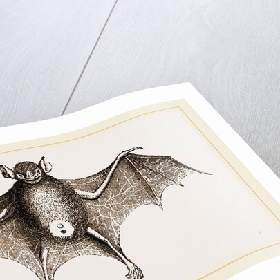 Greater Javelin-Bat by Anonymous