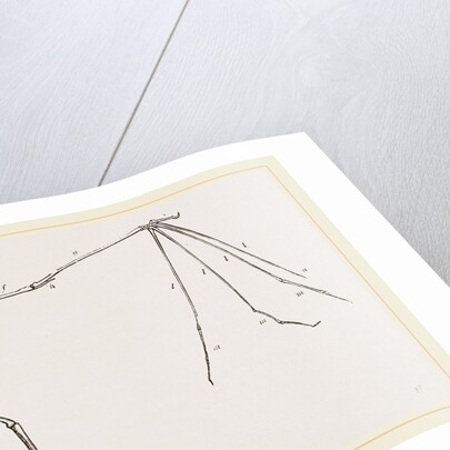 Skeleton of Bat by Anonymous