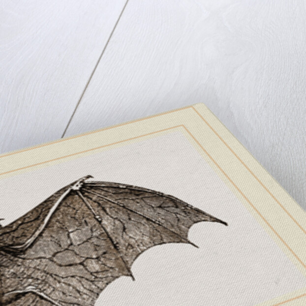 Vampire-Bat by Anonymous