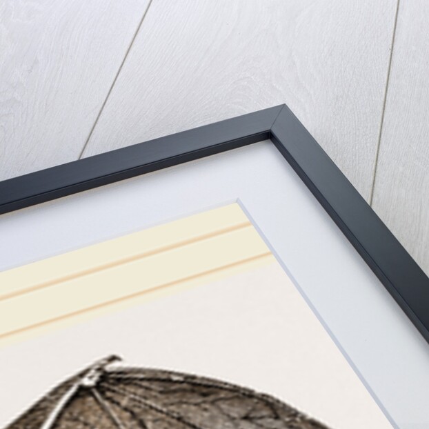 Vampire-Bat by Anonymous