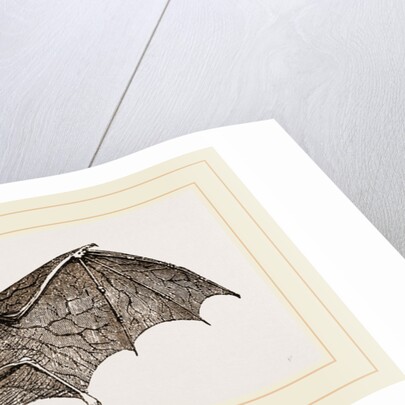 Vampire-Bat by Anonymous