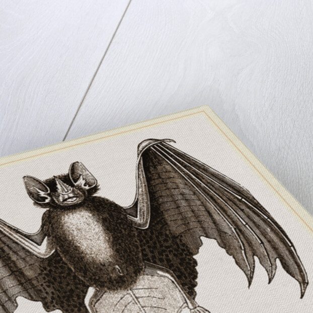 Crenulated Javelin-Bat by Anonymous