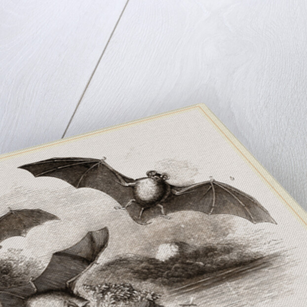 British Bats by Anonymous