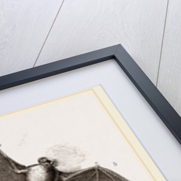 British Bats by Anonymous