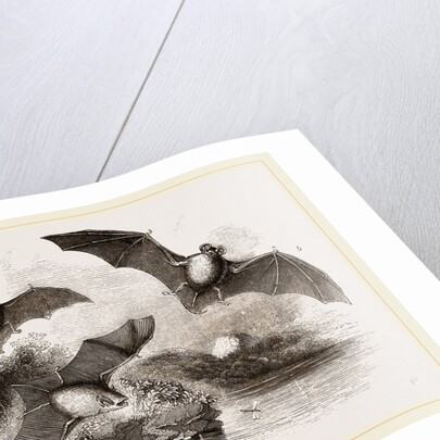 British Bats by Anonymous