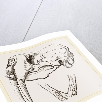 Skull and Lower Jaw of Walrus by Anonymous