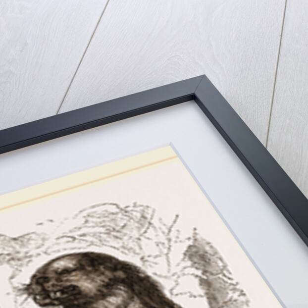 Forster's Sea-Lion by Anonymous