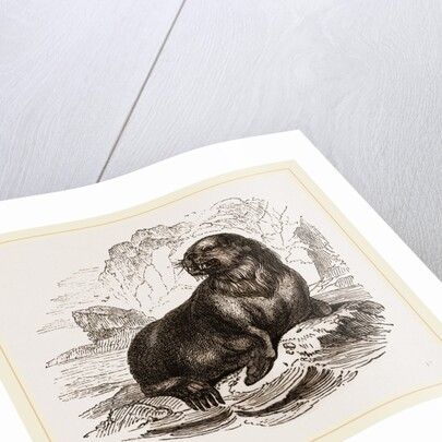 Forster's Sea-Lion by Anonymous