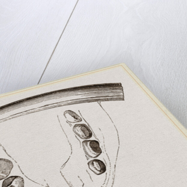 Molars and Tusk orWalrus by Anonymous