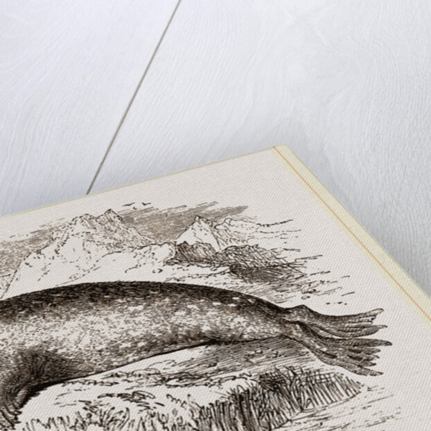 Sea-Leopard by Anonymous