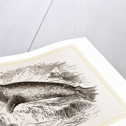 Sea-Leopard by Anonymous