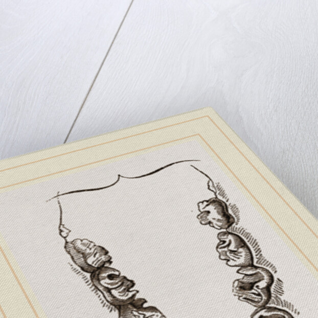 Teeth of Crested Seal by Anonymous