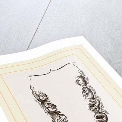 Teeth of Crested Seal by Anonymous