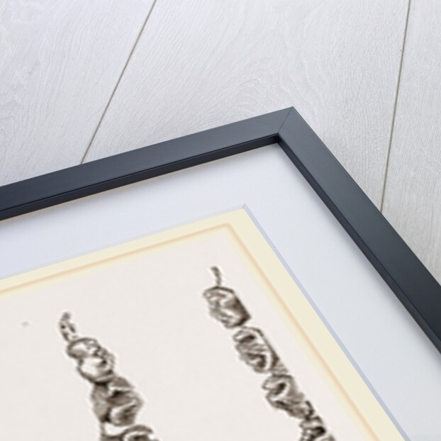 Teeth of Crested Seal by Anonymous