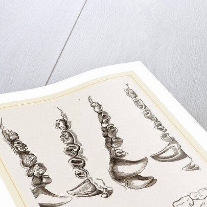 Teeth of Crested Seal by Anonymous