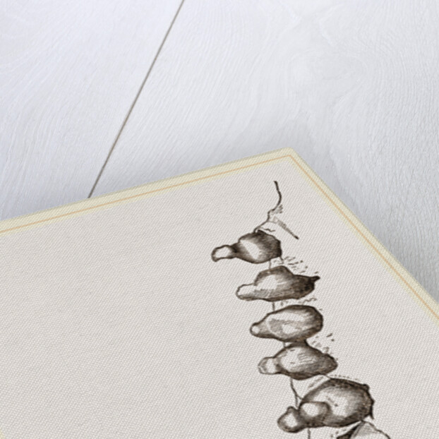 Teeth of Elephant Seal by Anonymous