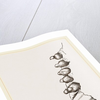 Teeth of Elephant Seal by Anonymous