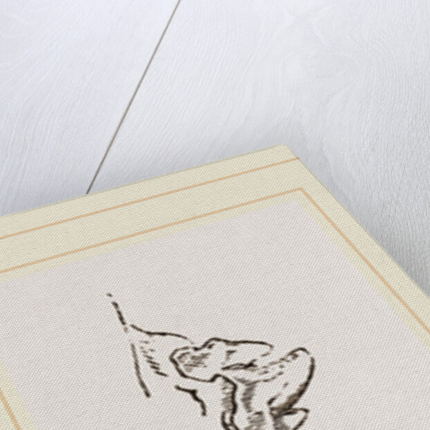 Teeth of Sea Leopard by Anonymous