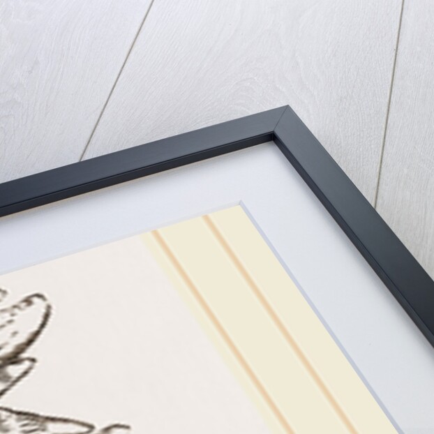 Teeth of Sea Leopard by Anonymous