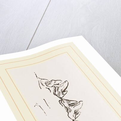 Teeth of Sea Leopard by Anonymous