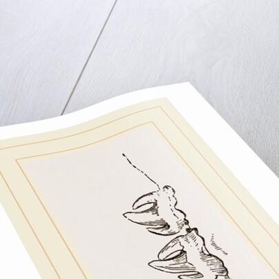 Teeth of Sea-Leopard by Anonymous