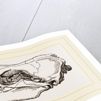Skull of Sea-Leopard by Anonymous