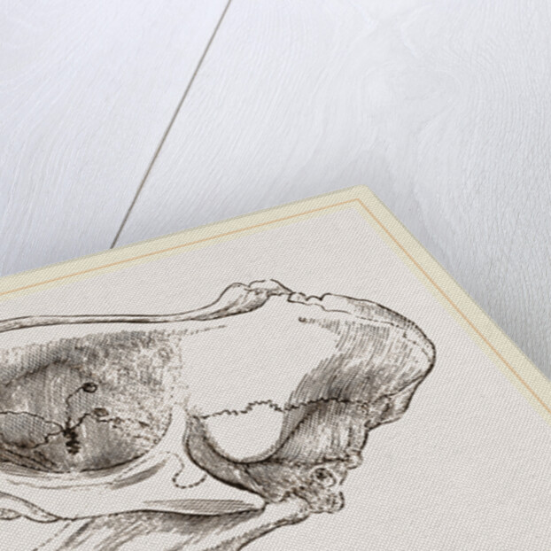 Skull of Elephant-Seal by Anonymous