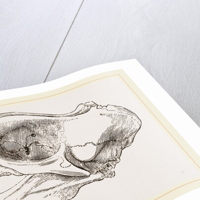 Skull of Elephant-Seal by Anonymous