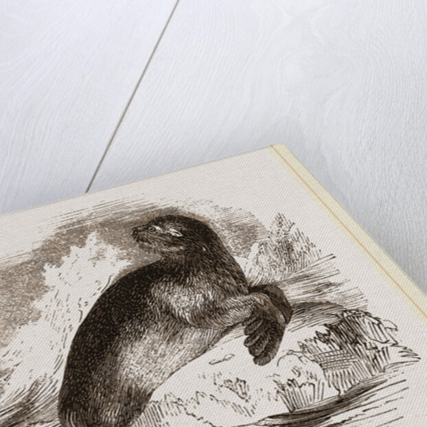 Ursine Seal by Anonymous