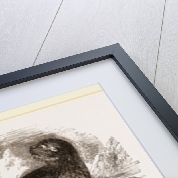 Ursine Seal by Anonymous