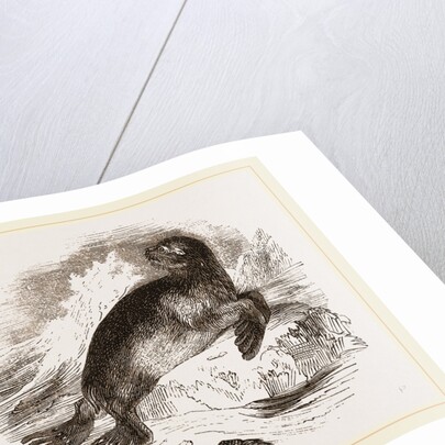 Ursine Seal by Anonymous