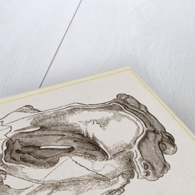 Skull of Sea-Lion by Anonymous