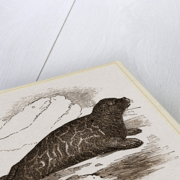 Immature Harp-Seal by Anonymous