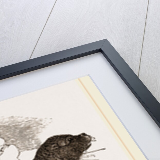 Immature Harp-Seal by Anonymous