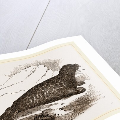 Immature Harp-Seal by Anonymous