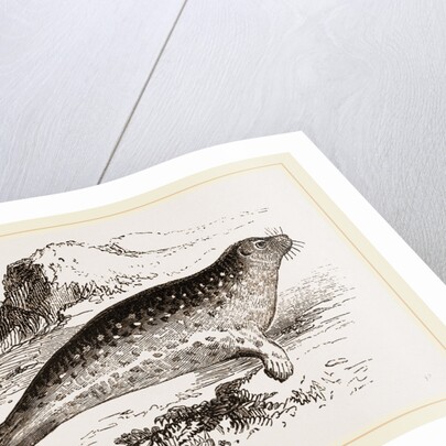 Common Seal by Anonymous