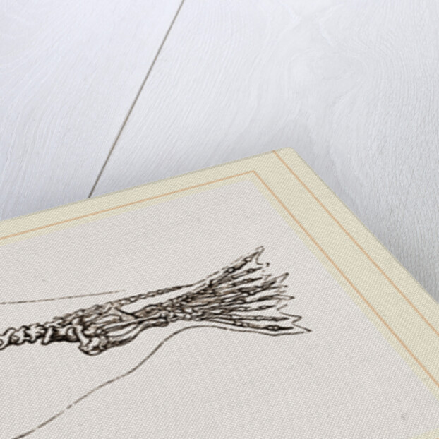 Skeleton of Seal by Anonymous