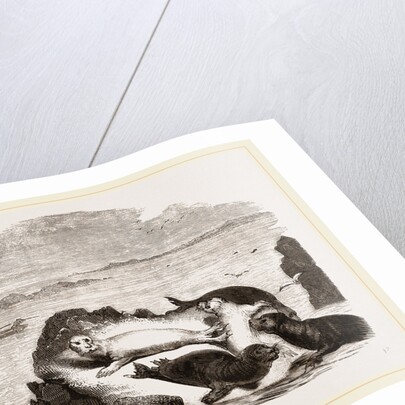 Seal hunting in Scotland by Anonymous