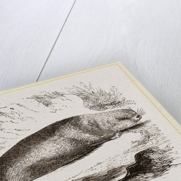 Sea-Otter by Anonymous