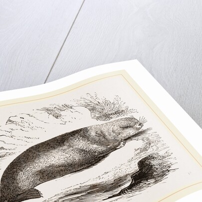 Sea-Otter by Anonymous