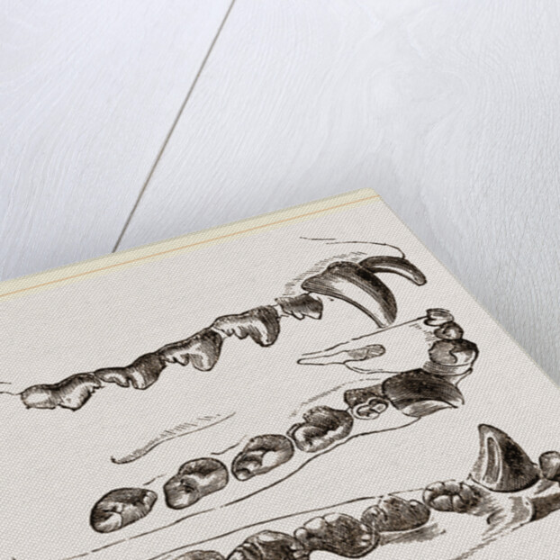 Teeth of Seal by Anonymous