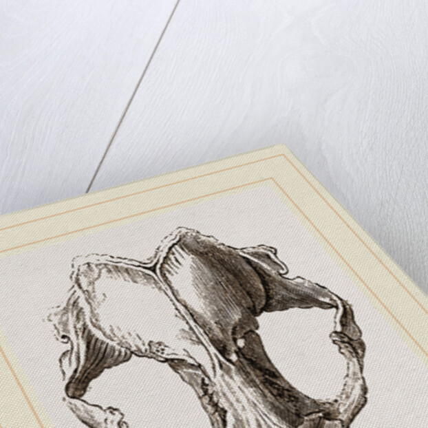 Skull of Seal by Anonymous